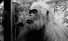 Craig_Newsom_Flickr_2_-_giant_ape