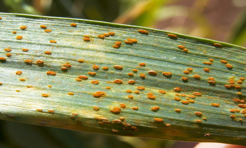 how to stop barley leaf rust leaf rust