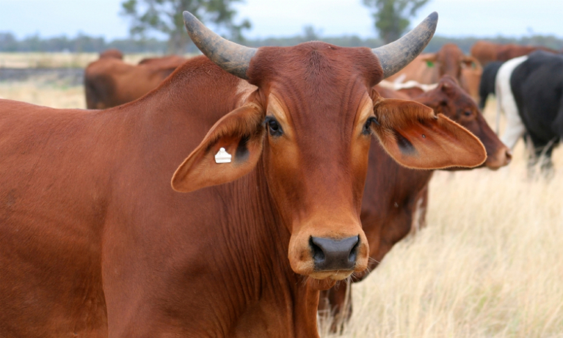 Deb22_Cattle_iStock