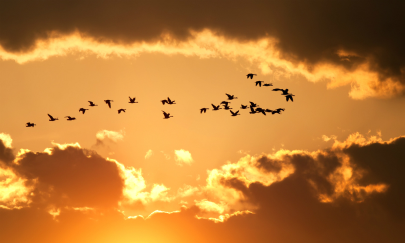 Delmas_Lehman_MigratoryBirds_shutterstock