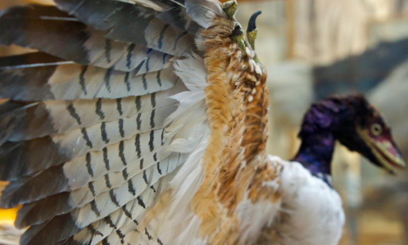 Delusions_Bird_Flickr