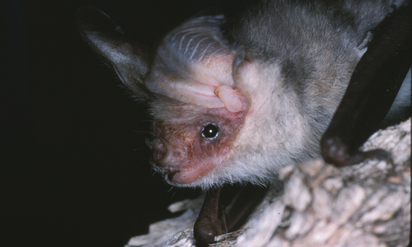 Department_of_Environment_Primary_Industries_GouldsLongEaredBat