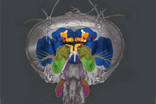 Drosophila