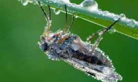 Duke_University_self-cleaning-insects-image_cut