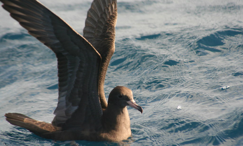Duncan_FleshFootedShearwater_Wikimedia