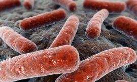 Eraxion_-_bacillus