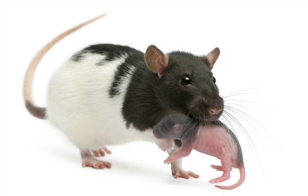 EricIsselee_rats_shutterstock