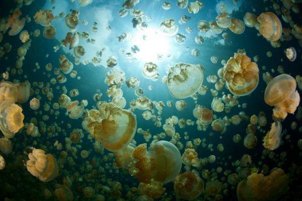 EthanDaniels_jellyfish_shutterstock