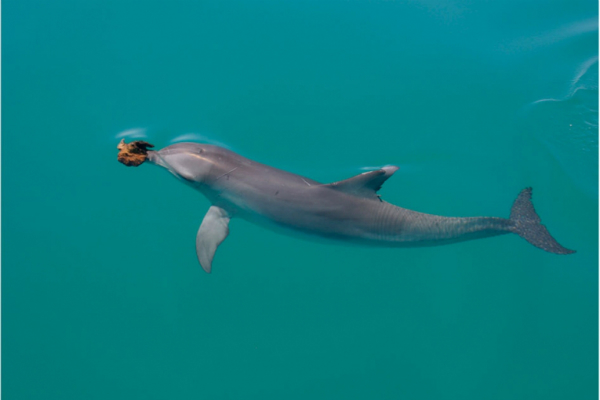 Ewa_Krzyszczyk_Dolphin