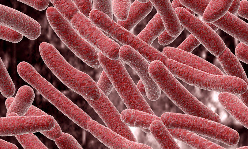 Fedorov_Oleksiy_bacillus_shutterstock