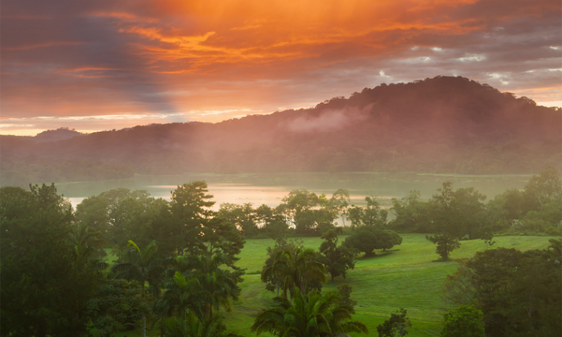 FernandoAH__Rainforest_iStock