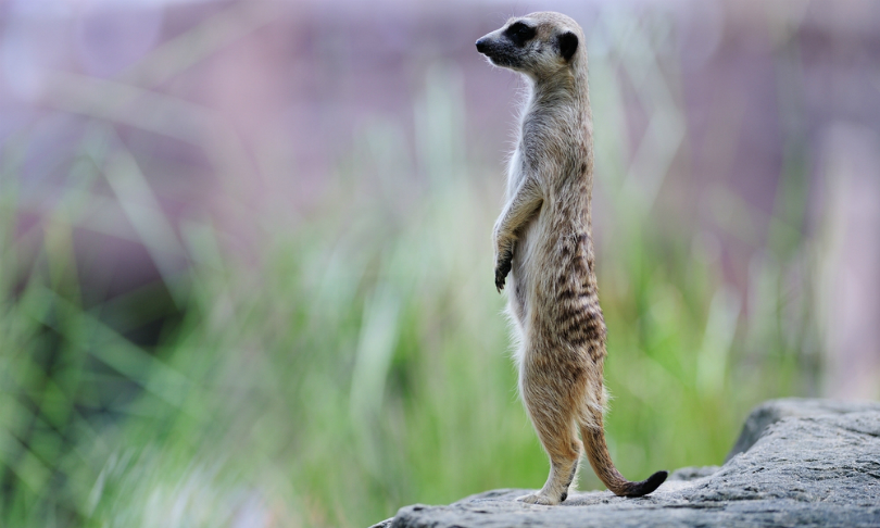 FocusDzign_meerkat_shutterstock