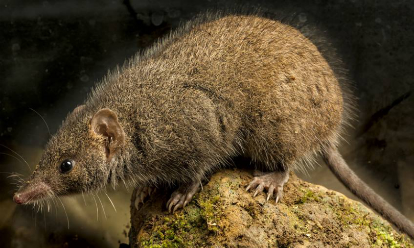 Gary_Cranitch_Antechinus_QUT
