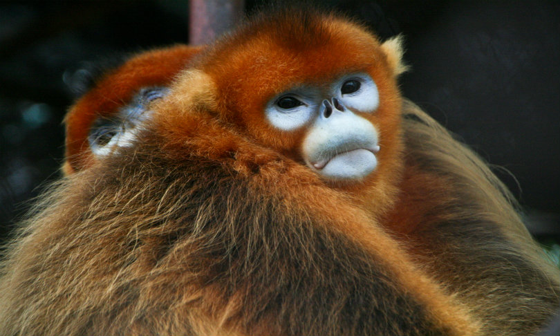 GoldenSnub-nosedMonkey_Jackhynes_Wikicommons