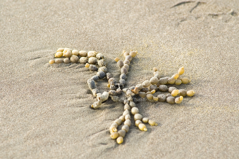 Graeme_Knox_seaweed_shutterstock