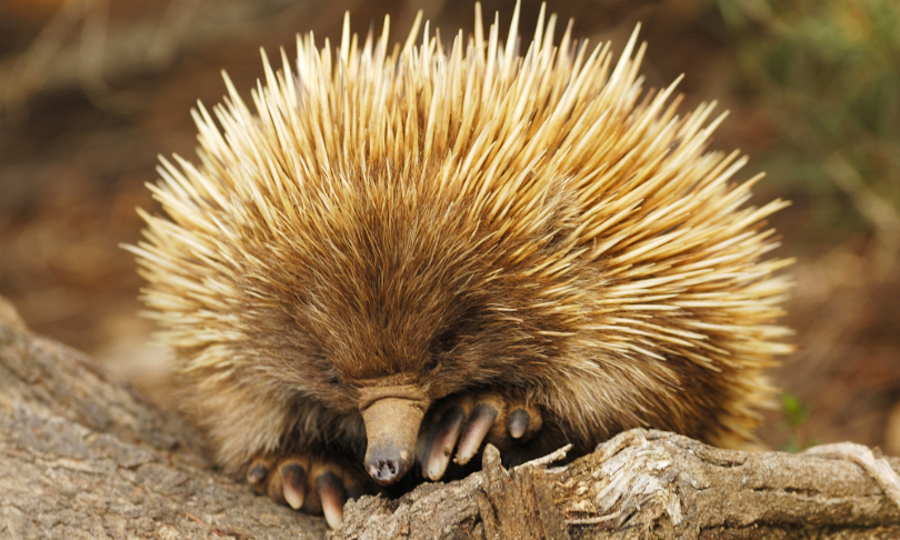 Hugh_Lansdown_Echidna_shutterstock