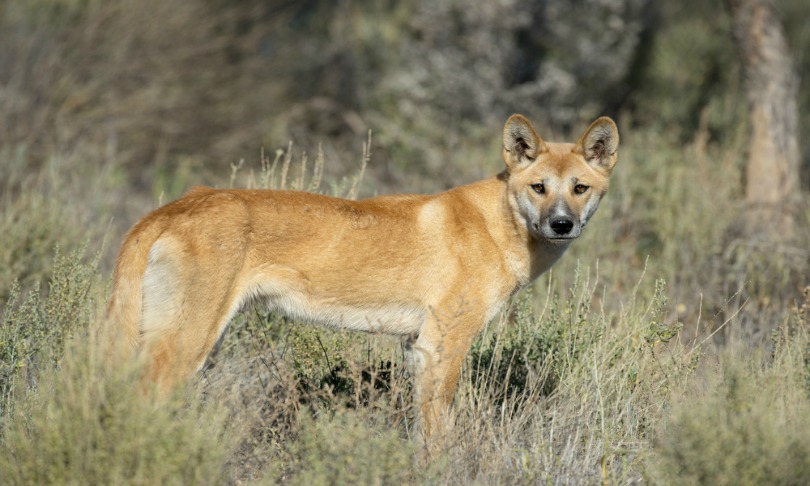 JohnCarnemolla_dingo_shutterstock