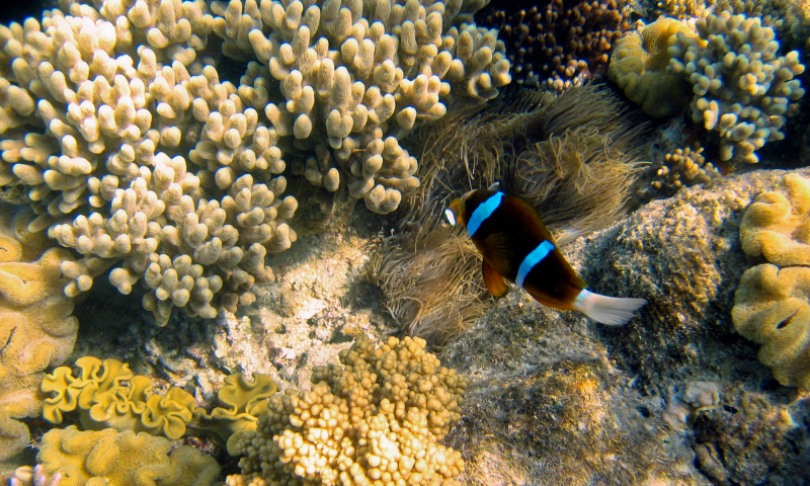 KJA_CoralReef_iStock