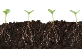 KateLeigh-Roots-iStock