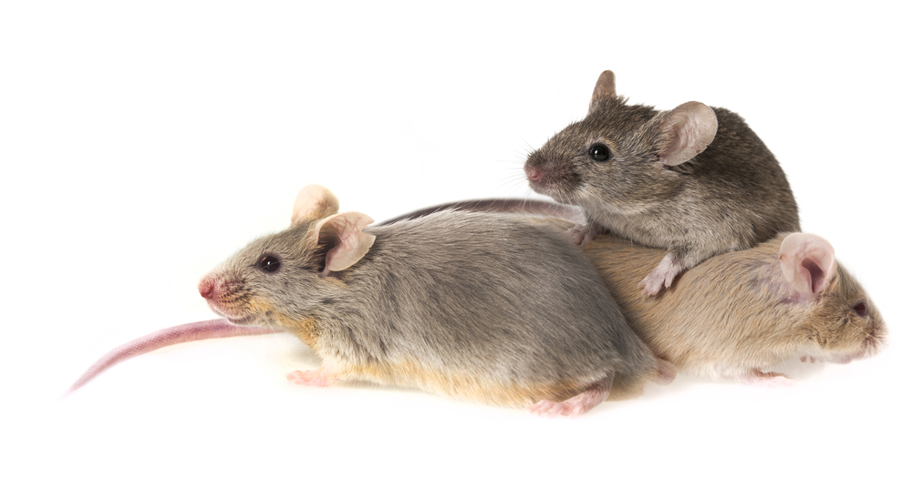 Kuttelvaserova_Stuchelova_Mice_shutterstock
