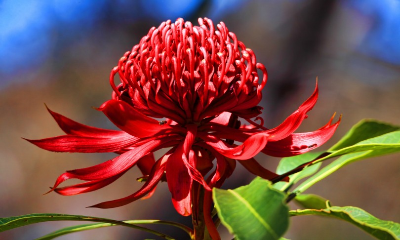 Leah-AnneThompson_flower_shutterstock