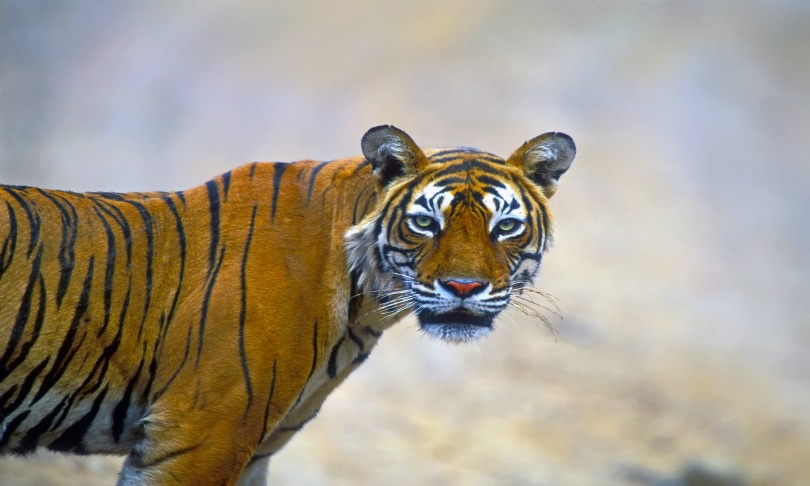 Leksele_tiger_shutterstock