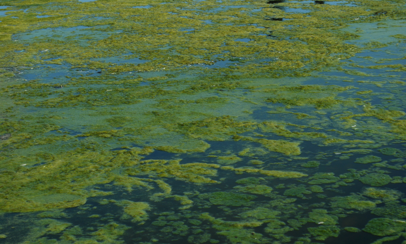 Luis_Santos_Algae_shutterstock