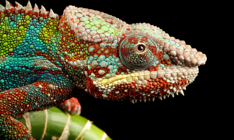 Mark-Bridger_chameleon_shutterstock
