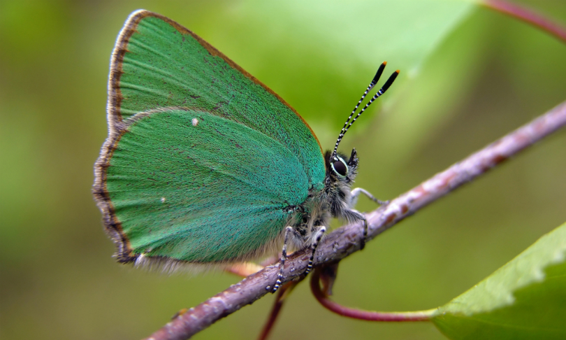 MarkMirror_Butterfly_shutterstock