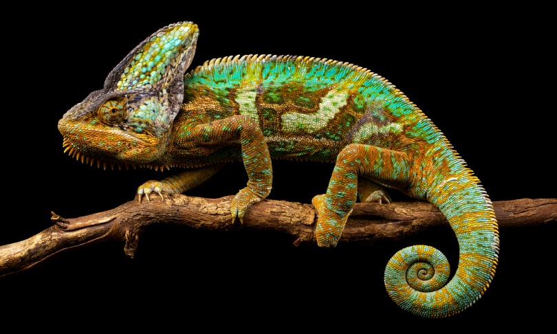 Mark_Bridger_colour_shutterstock