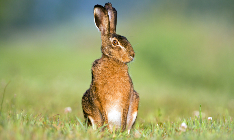 Matthijs_Wetterauw_Hare_shutterstock