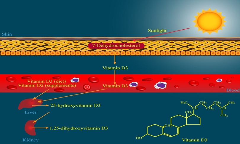 Meletios_vitamin-D_shutterstock