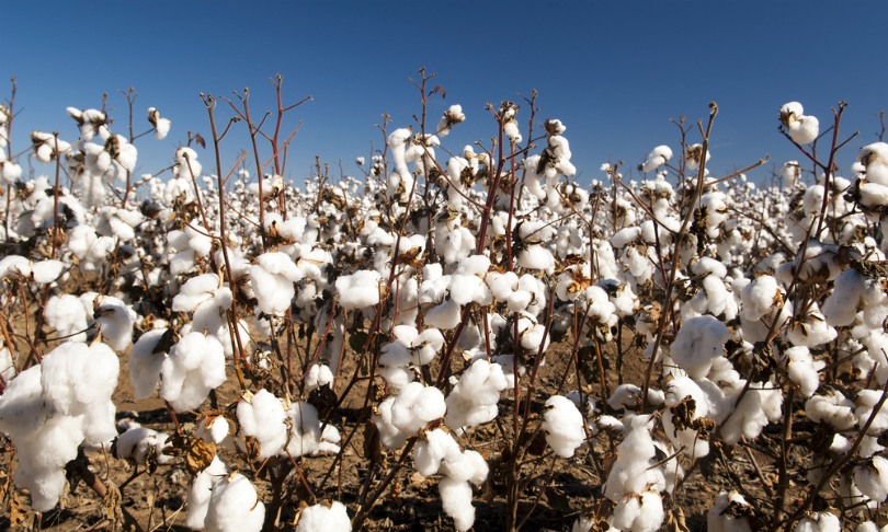 Microstock_Man_Cotton_shutterstock