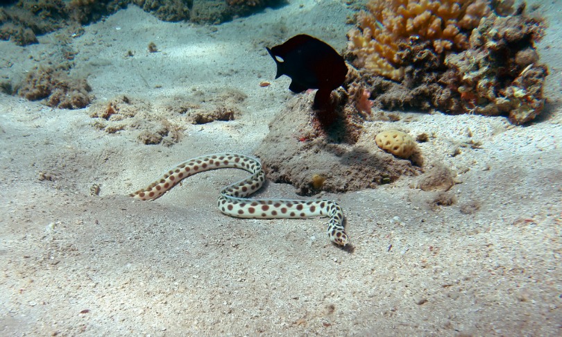 Mikhail_m_t5_seasnake_shutterstock