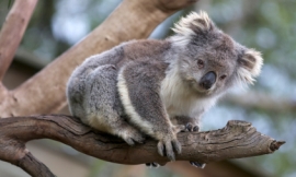 MoMorad_-_koala