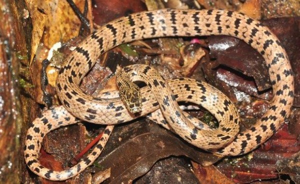 Victorian Snake Identification Chart