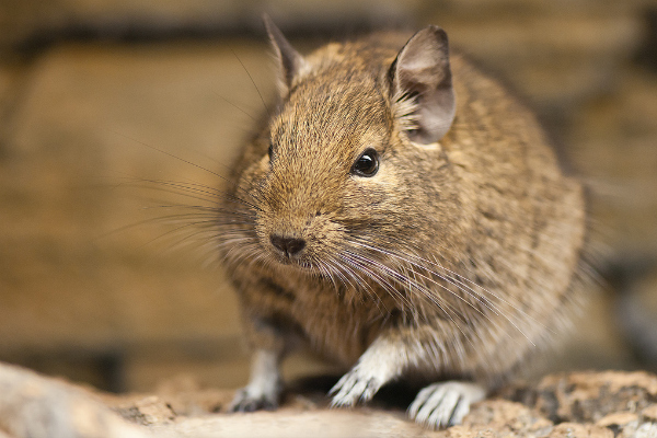 Octodon_degus_-Heidelberg_Zoo_Germany-8a.jpg