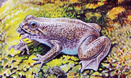 PeterSchouten_Frog