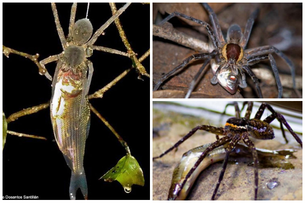 fishing spider eating a fish