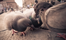 SimmiSimons_-_pigeons