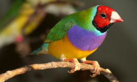 Smileyjoanne-GouldianFinch-iStock
