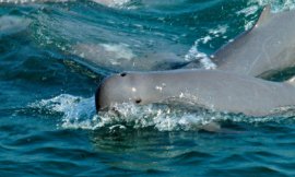Somchai_Mananunsap_ECOS_-_dolphins