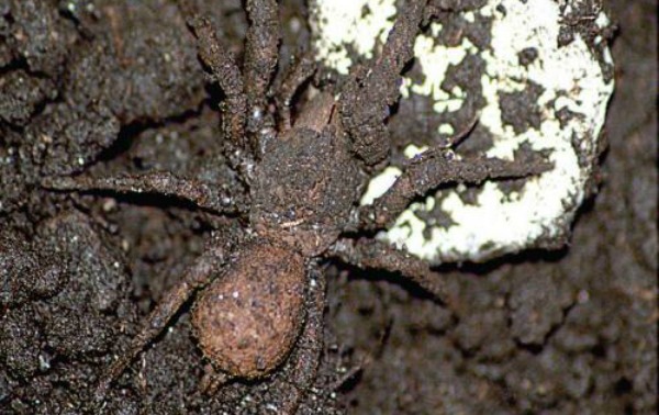 Spider_JorgeIMendoza