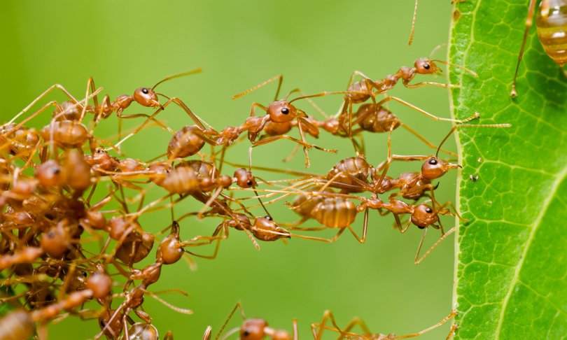 SweetCrisis_Ants_shutterstock