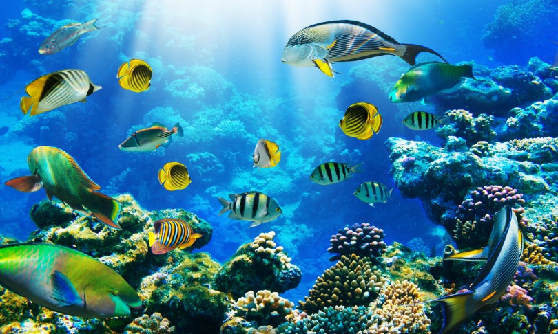 Tischenko_Irina_Caribbean_Shutterstock