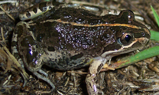 Tnarg_12345_Limnodynastes_tasmaniensis_Wikimedia