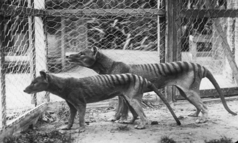 UniversityofAdelaide_TasmanianTiger