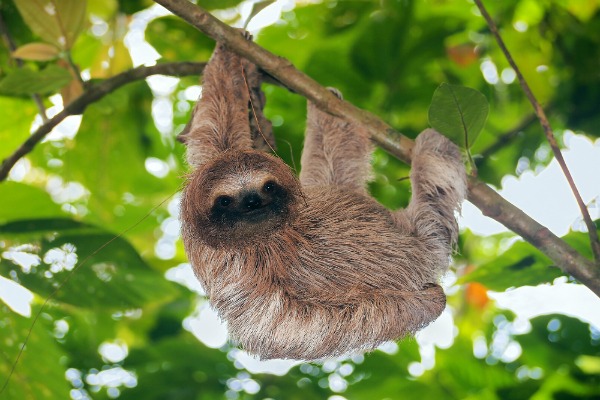 VilaineCrevet_sloth_shutterstock