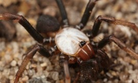 Volker_Framenau_-_Albino_Spider