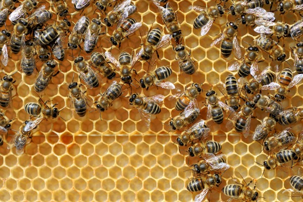 Volodymyr_Burdiak_honey_shutterstock